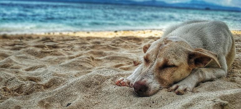 A dog lying on the beach